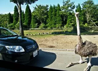 鸵鸟的路障