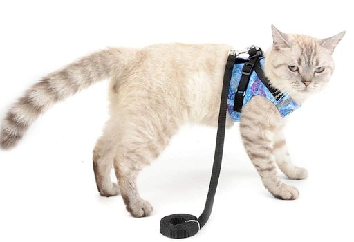 조정 가능한 애완 동물 고양이 가죽 끈은 애완 동물 제품입니다.