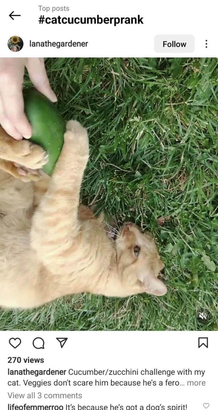 Instagramのスクリーンショット猫キュウリいたずらチャレンジ