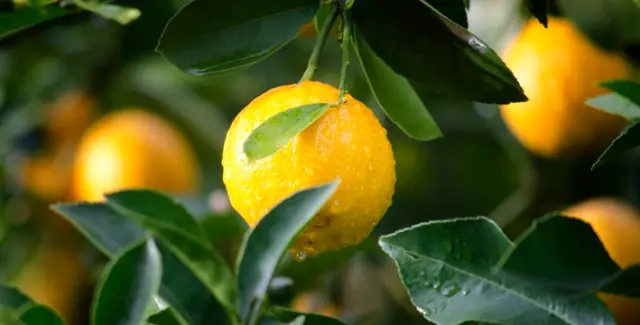 seo hileleri