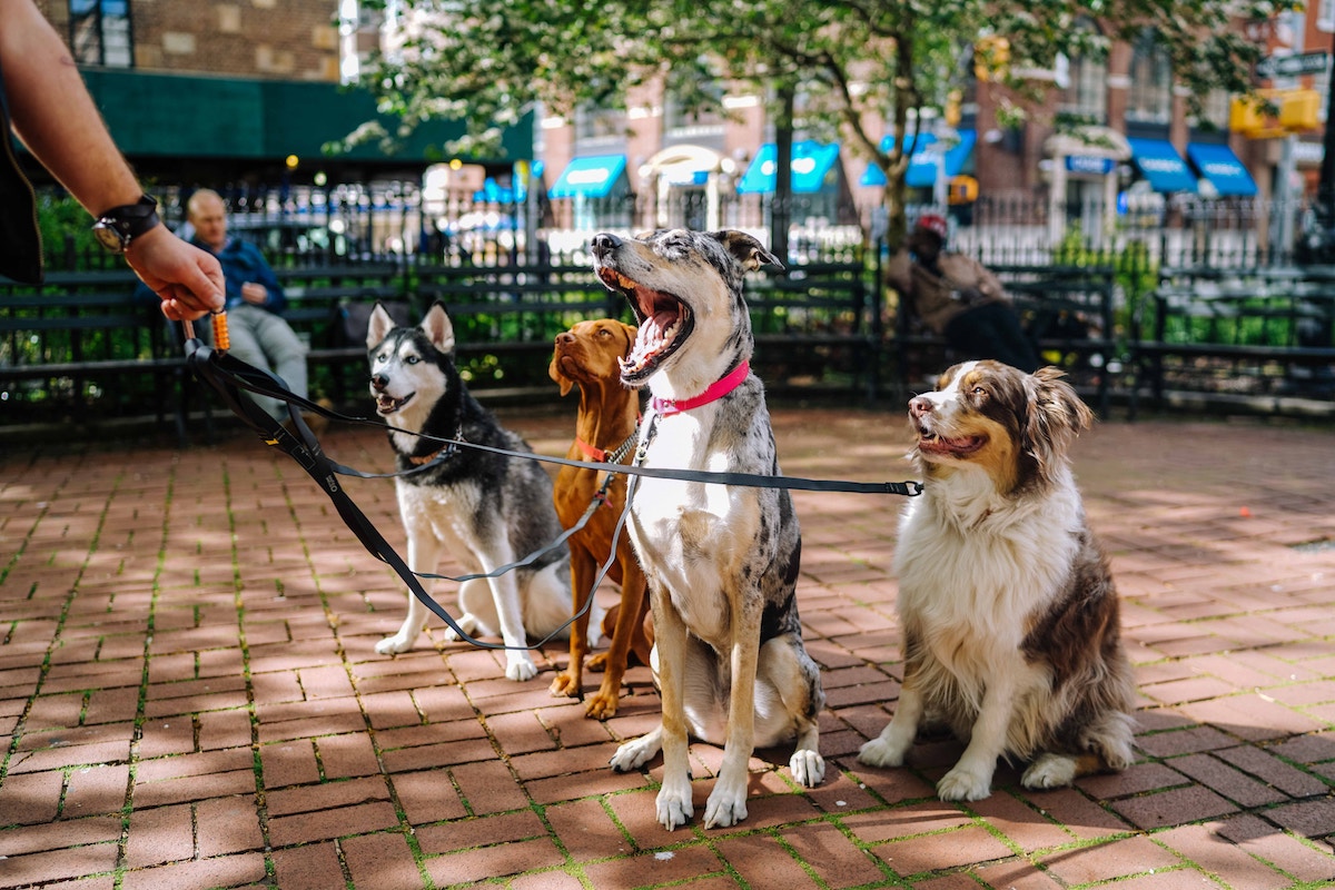 konser köpeği yürüyüş hizmeti