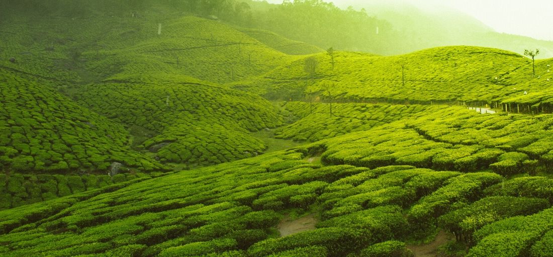 Munnar, Kerala - Le migliori stazioni collinari dell'India