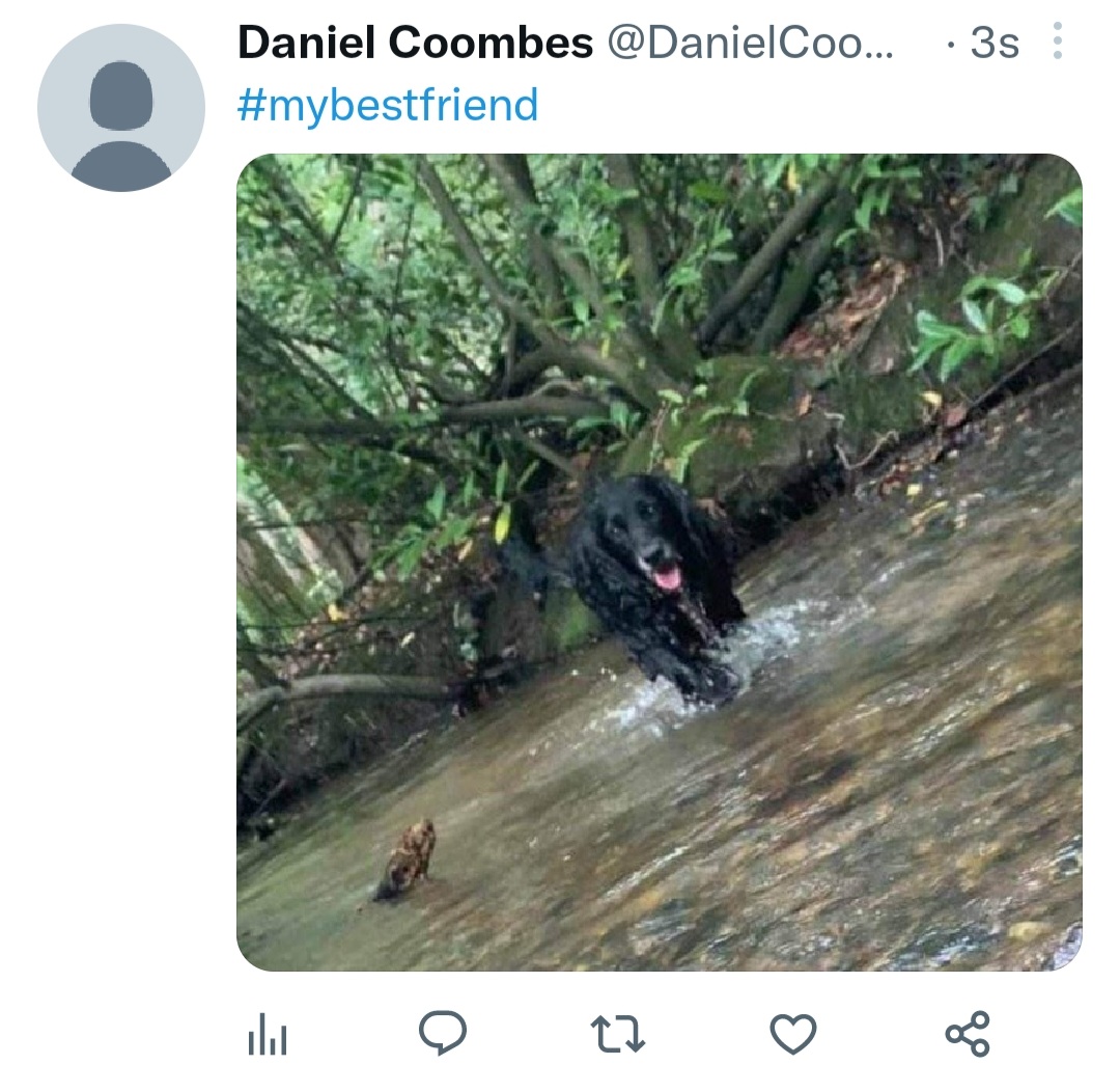 An example of a tweet featuring a dog running through water for the fictional #mybestfriend hashtag campaign.