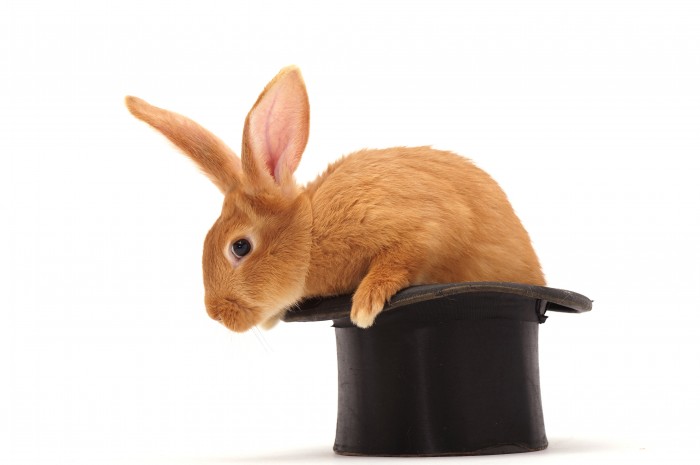coniglio in un cappello