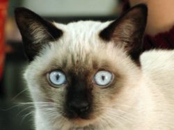 Etwas unnötiges Katzenbild