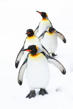 Google Penguin ペナルティ イラスト 2