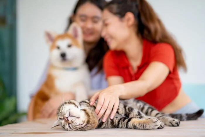 animais de estimação relaxando com seu prestador de serviços