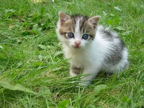 子猫