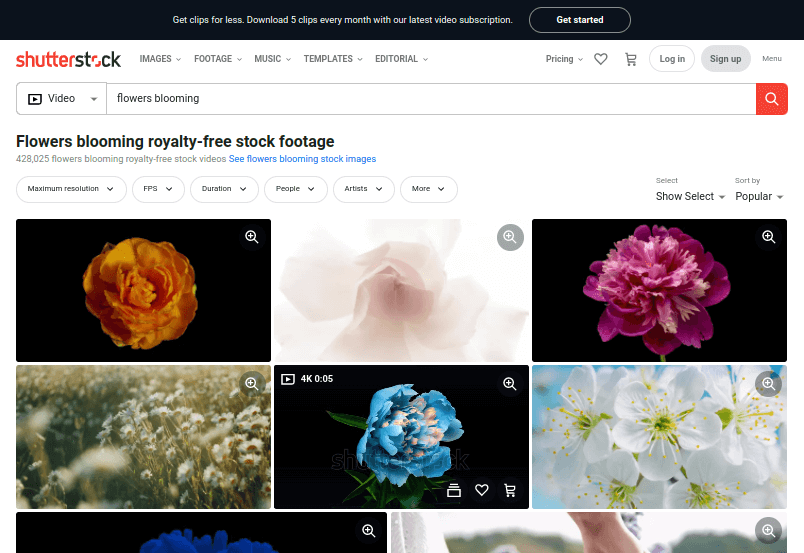 存在Shutterstock - 鮮花盛開