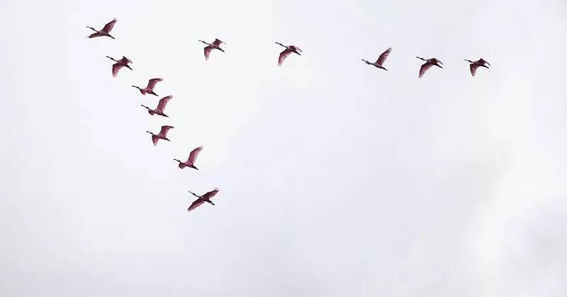 Vögel, die für den Winter nach Süden ziehen.