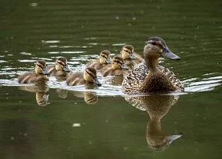 Mamá y bebé patos