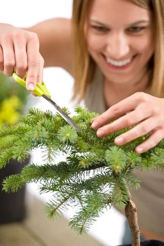 Woman Pruning a Tree